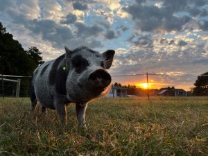 Spotted pig in a grass field with a beautiful sunset in the background