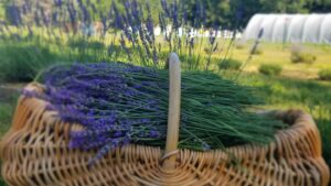 Lavendar in a basket