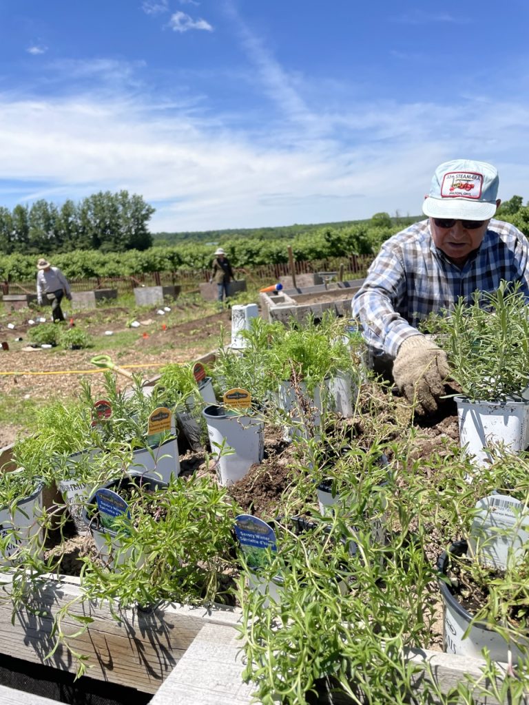 Frank choosing herbs