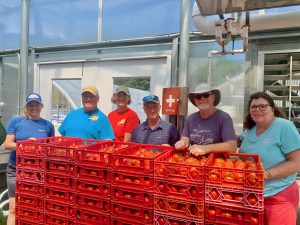 36 crates of tomatoes stacked, with Cape Abilities staff 