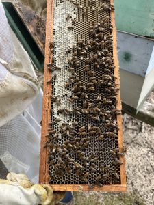 Bees on a honey comb - really closeup!