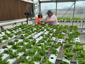 2 women working inside a hydroponics system with lots of lettuce