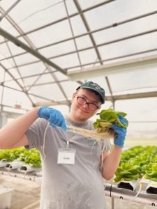 Man holding a lettuce inside a greenhouse with a very very long root