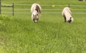 Mini horses in pasture