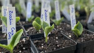 Vegetable seedlings sprout in containers.