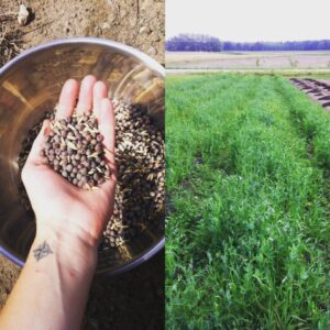 Plainsong cover crop