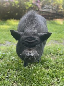 Black pig that is very cute!