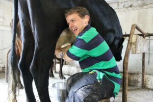 Man milking cow